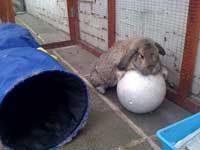 Beau with his Ball