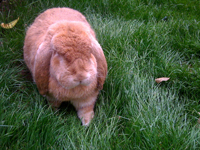 Charles In The Grass