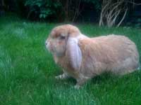 Charles lunching on the lawn