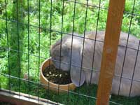 Jasper's Dinner Time